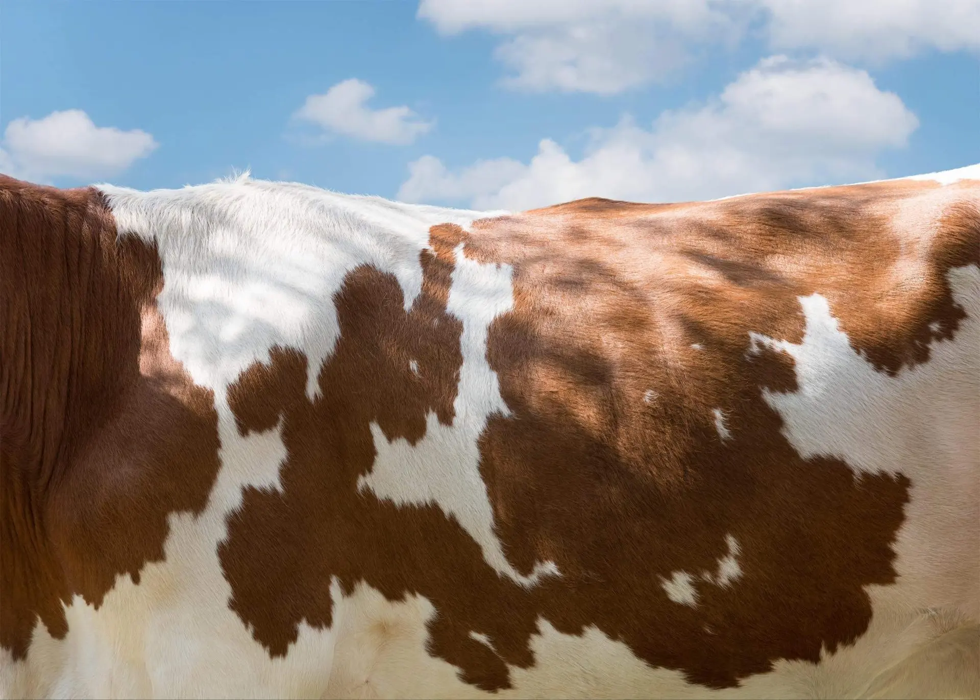 Close-up of brown and white cow hide on pasture under blue sky.